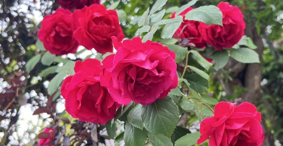 40歳くらい（？）の真っ赤な薔薇の花