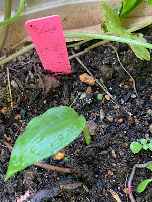 茗荷の芽が出た（ミョウガ栽培）