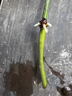 バラの挿し木の根が3本に分かれた