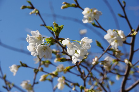 2009年1月14日 日立鉱山電車廃線跡めぐりと周辺散策