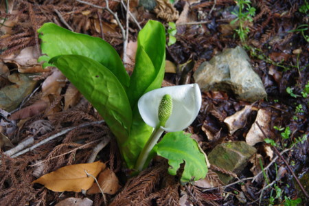 2009年1月14日 日立鉱山電車廃線跡めぐりと周辺散策