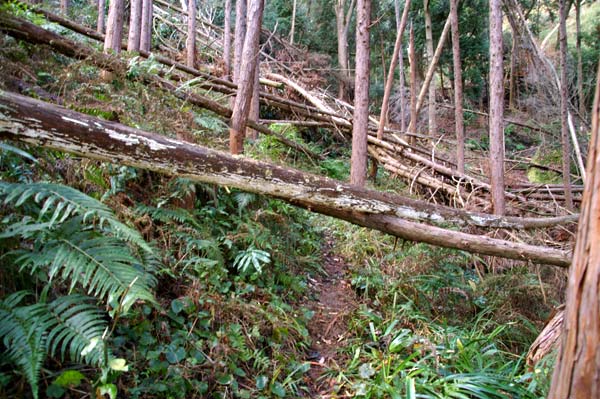 大仁駅~水晶山・神武天皇遥拝所~帝産大仁金山跡~修善寺駅 徒歩めぐり