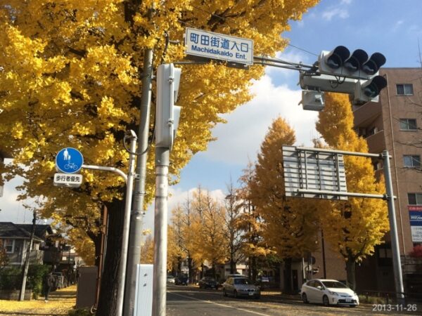 甲州街道イチョウ並木|八王子市