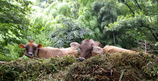 小比企地下壕跡(三鷹航空機工業小比企疎開地下工場跡)