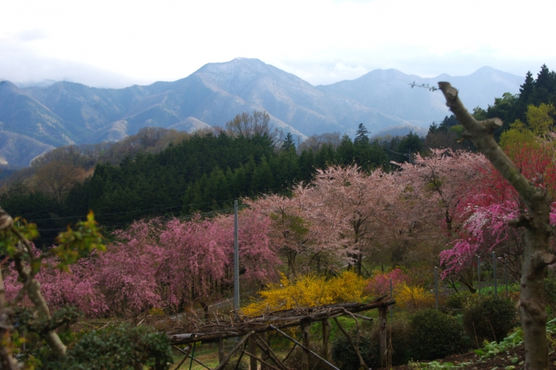 扇山(おうぎやま) 登山 標高1137.8m 初春