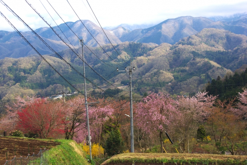 扇山(おうぎやま) 登山 標高1137.8m 初春