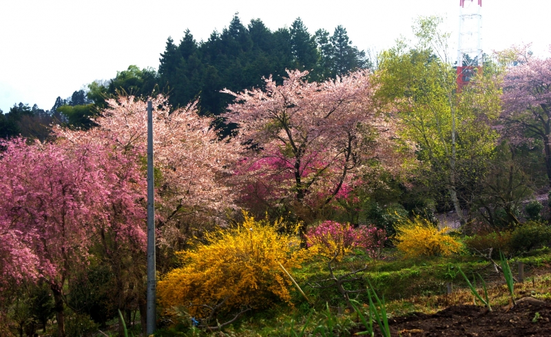扇山(おうぎやま) 登山 標高1137.8m 初春