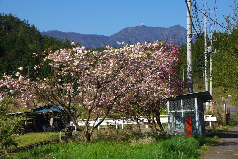 鶴ヶ鳥屋山(つるがとやさん)登山~宝鉱山めぐり