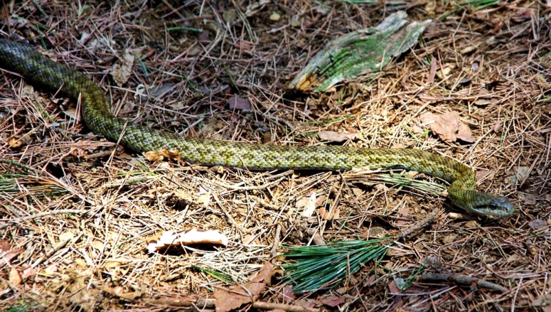 鶴ヶ鳥屋山(つるがとやさん)登山~宝鉱山めぐり