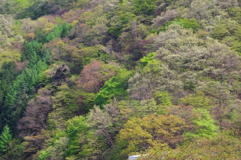 鶴ヶ鳥屋山(つるがとやさん)登山~宝鉱山めぐり