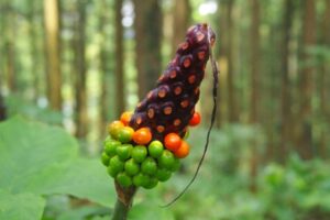 テンナンショウ属の実