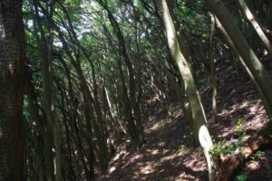 蛇塚～日立鉱山の大煙突展望～羽黒山～神峰山～気象観測所跡　（日立アルプス登山）