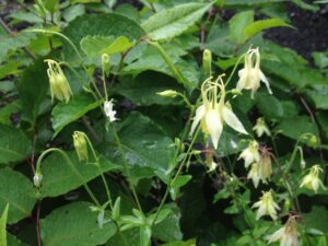 歌宿バス停　おだまき