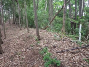 尾根筋の山道