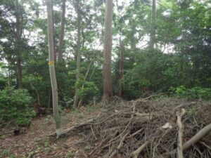 向山（むかいやま）頂上　標高386m　見通しも良くなく、何とも地味な野山である。
