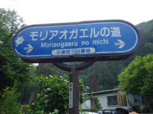 モリアオガエルの道（小津林道）