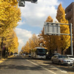 甲州街道　イチョウ並木　武蔵中央電気鉄道（八王子市営路面電車）軌道跡