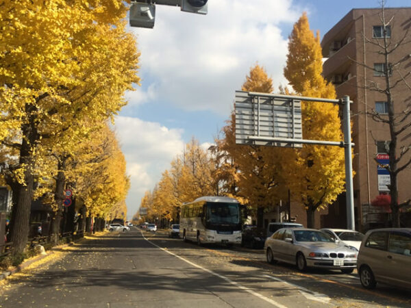 甲州街道　イチョウ並木　武蔵中央電気鉄道（八王子市営路面電車）軌道跡