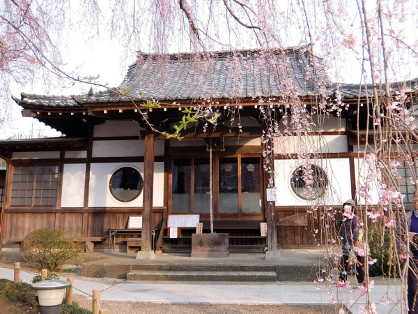 髙楽寺の枝垂れ桜　今年のライトアップ予定（八王子市　高尾）