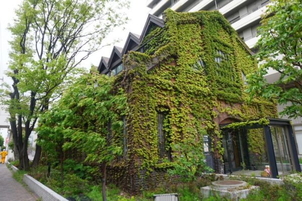 琴似駅前の三角山放送局。蔦だらけのレンガの館。昭和4年(1929年)竣工らしい。