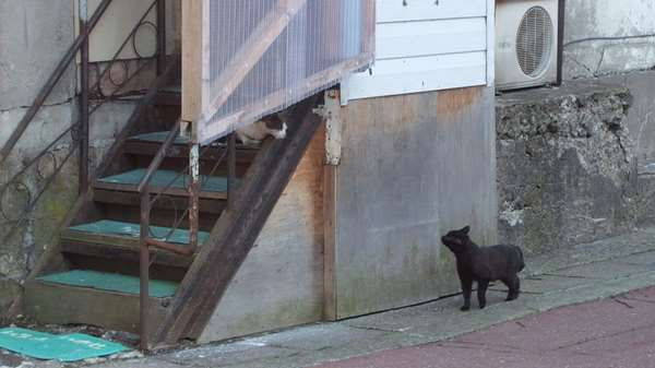 夕張本町キネマ街道~ユックさかい~梅ヶ枝通り