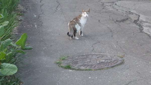 夕張本町キネマ街道~ユックさかい~梅ヶ枝通り