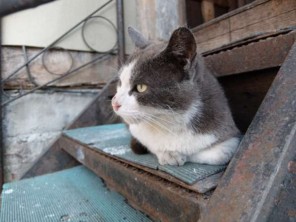 夕張本町キネマ街道~ユックさかい~梅ヶ枝通り