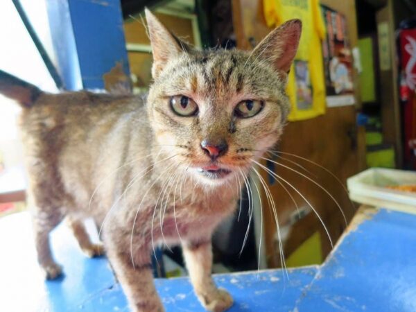 沖縄最古の映画館 那覇市 首里劇場(成人映画上映)