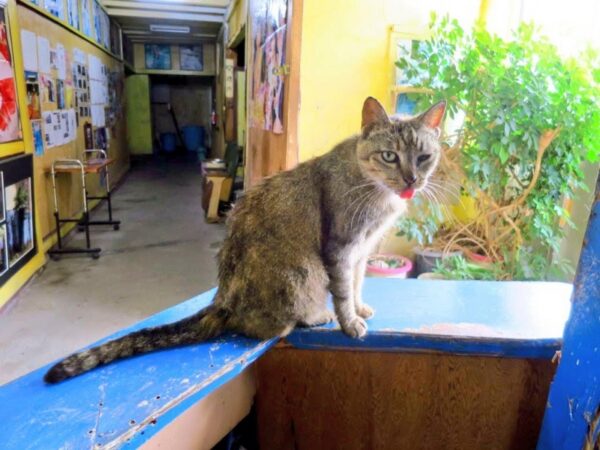 沖縄最古の映画館 那覇市 首里劇場(成人映画上映)