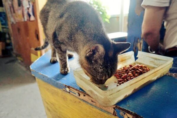 沖縄最古の映画館 那覇市 首里劇場(成人映画上映)