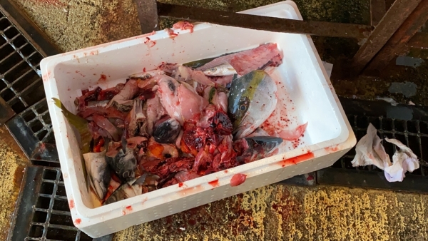 下之一色魚市場の朝市