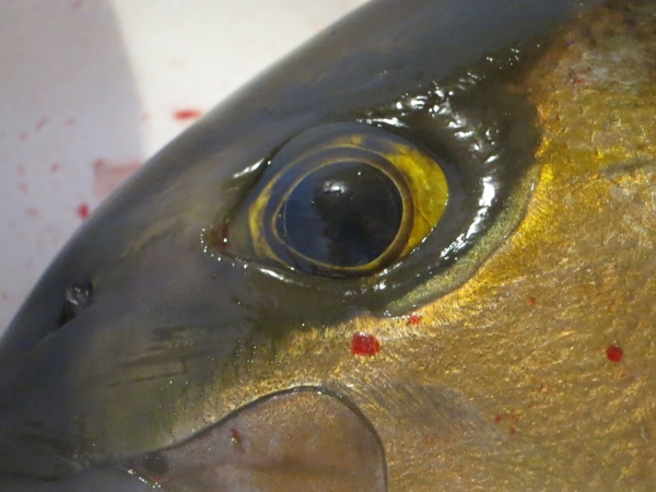 下之一色魚市場の朝市