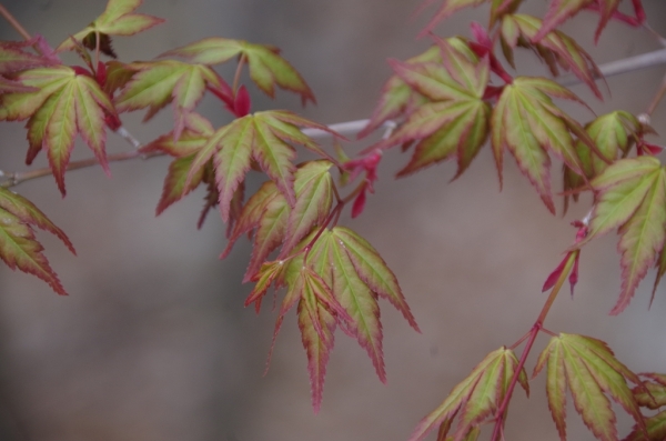 足尾の紅葉
