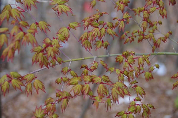 足尾の紅葉