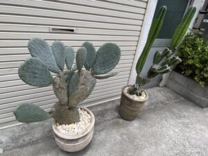 渋谷区宇田川町 サボテン