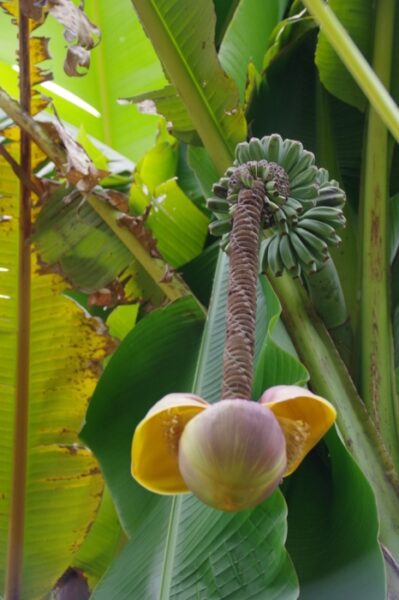 いちょう祭り~御陵線跡地~三軒在家稲荷神社~長房南アパート~斉藤製作所