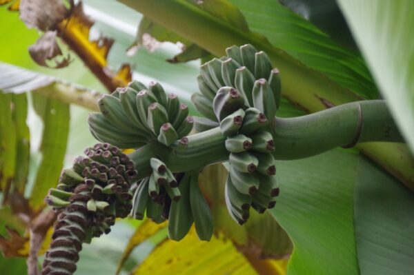 いちょう祭り~御陵線跡地~三軒在家稲荷神社~長房南アパート~斉藤製作所