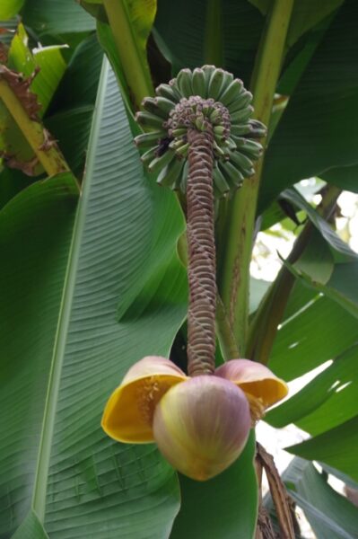 いちょう祭り~御陵線跡地~三軒在家稲荷神社~長房南アパート~斉藤製作所