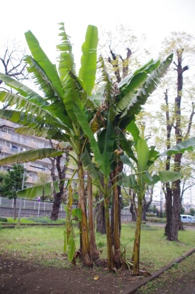 いちょう祭り~御陵線跡地~三軒在家稲荷神社~長房南アパート~斉藤製作所