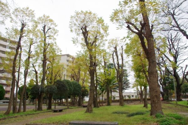 いちょう祭り~御陵線跡地~三軒在家稲荷神社~長房南アパート~斉藤製作所