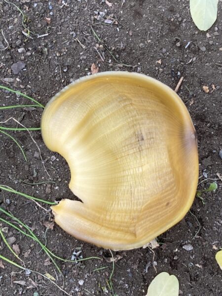 いちょう祭り~御陵線跡地~三軒在家稲荷神社~長房南アパート~斉藤製作所