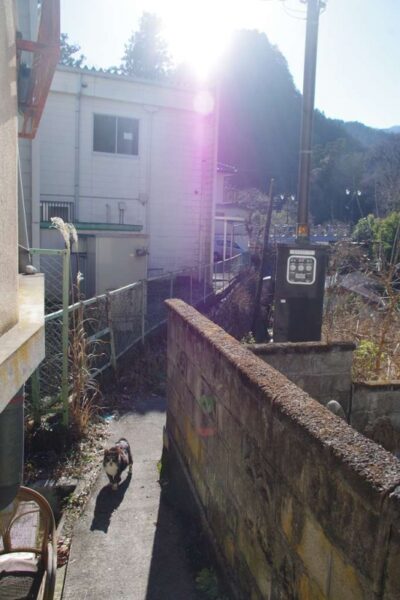柳小路