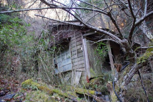 山に溶け込む廃屋