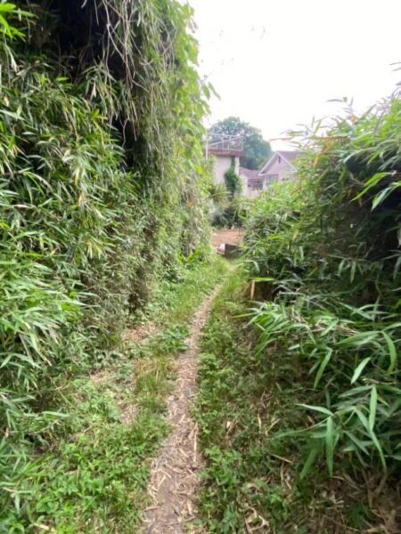 藪の生い茂った小道を通り抜け