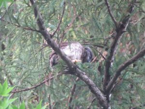 アオバズクの雛