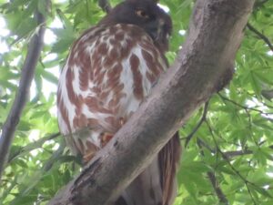 お父さんアオバズク