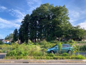 アオバズクが営巣する御霊神社のこんもりとした林