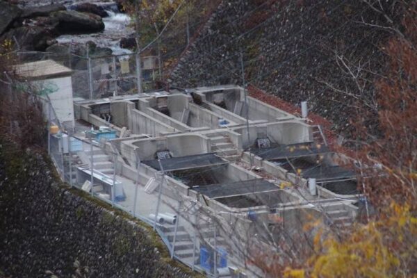 日原川の小川谷橋分岐付近