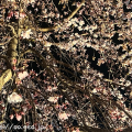 大光寺の夜桜　八王子　高尾駅前