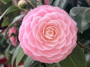 大光寺の桜　八王子　高尾界隈